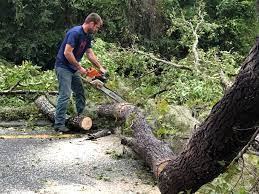 Best Palm Tree Trimming  in Santa Rita Ranch, TX