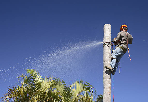 Best Root Management and Removal  in Santa Rita Ranch, TX