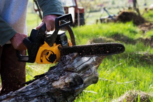 How Our Tree Care Process Works  in  Santa Rita Ranch, TX