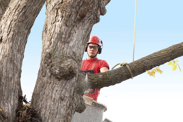 Best Emergency Tree Removal  in Santa Rita Ranch, TX